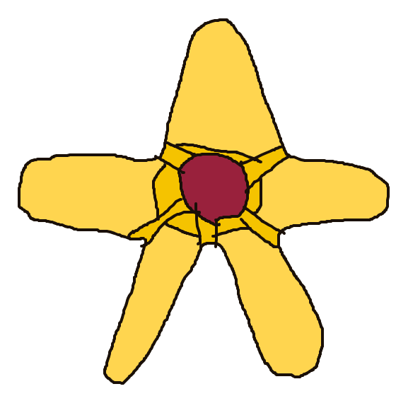 Staryu drawing