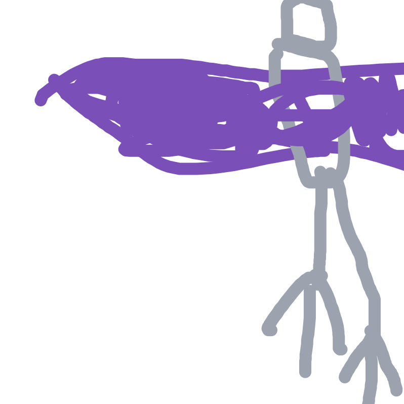 Aerodactyl drawing