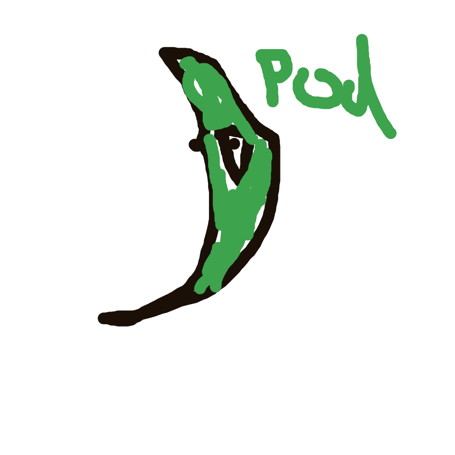 Metapod drawing